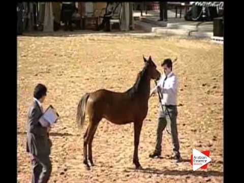 Colts 1 years old - Class 7A