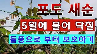[텃밭농부 1,015]  포도새순. 돌풍에 부러지지 않도록 잡아 주는 방법. #포도재배