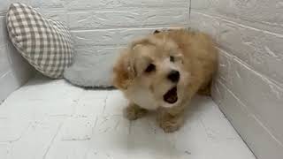 ハーフ犬の動画01