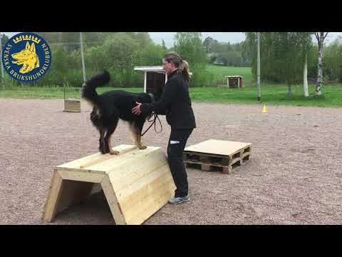 Examination av SBKs friskvårdsinstruktörer på Matfors Brukshundklubb 2019