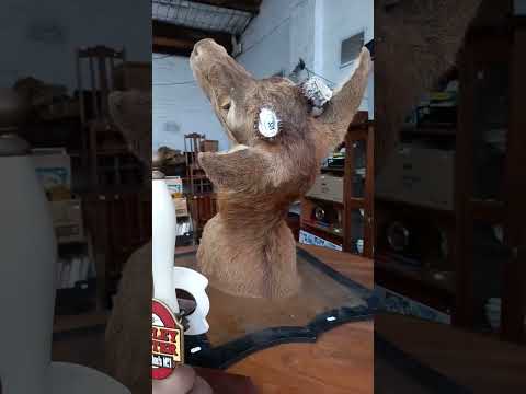 Thursday 20th March 2025 Auction at The Collector Adams Fortnightly Fossick