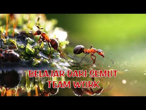 TEAM WORK|Kerjasama|Vidio motivasi|Kisah inspiratif seekor semut#2