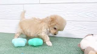 ハーフ犬の動画01