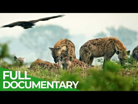 Wild Uganda The Untamed Heart of Africa