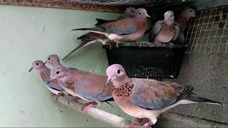 Download lagu Colombe maillée (Streptopelia senegalensis). mp3