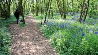preview picture of video 'Kingston: Walking Through The Bluebells :)'