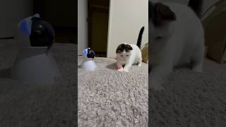 自動で動くレーザーポインターを追いかけ回す猫たち / 家電と動物たち のサムネイル