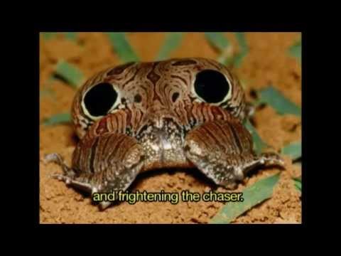 Thumbnail do vídeo Predação e Defesa em Anfíbios da Mata Atlântica