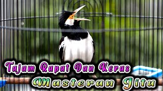 Download lagu MASTERAN JALAK SUREN COCOK UNTUK MASTERAN MURAI BATU ATAU BURUNG LOMBA mp3 Download lagu MASTERAN JALAK SUREN COCOK UNTUK MASTERAN MURAI BATU ATAU BURUNG LOMBA mp3