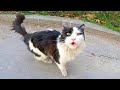 Very Fluffy Tuxedo Cat With Pretty Eyes And Cute Meows