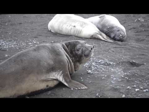 Base St. Kliment Ohridski - Base Antártica Búlgara na Ilha Livingston