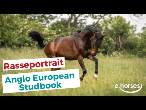 , title : 'Das Anglo European Studbook Pferd im Rasseportrait'