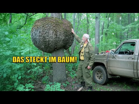 The lumberjack who cut open THIS bump – and discovered something unbelievable