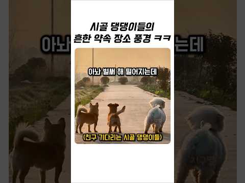 시골 댕댕이들의 흔한 약속 장소 풍경 ㅋㅋㅋㅋ