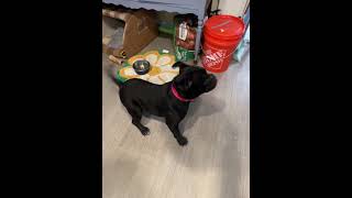Video preview image #1 French Bulldog-Unknown Mix Puppy For Sale in Milwaukie, OR, USA