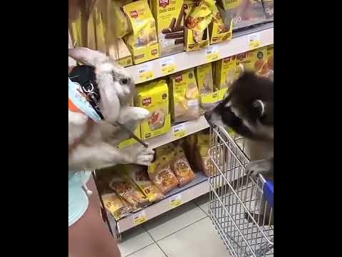 The Ultimate Guide to Captivating Raccoon Lovers! 🦝