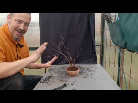 Budget bonsai series  Making a Birch tree forest for free.