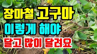 장마철 고구마 순 이거 해주면 주렁주렁 달콤해요 / 꿀고구마 만드는 방법 ? 고구마 3차 인가리 시비