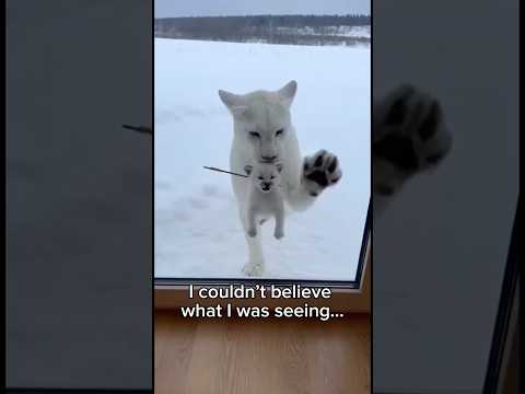 A tiny white cougar cub showed up at my glass door… #wildliferescue #animalrescue #animalstories
