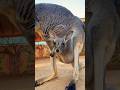Baby Kangaroo Is Awake Bright And Early Animals Cuteanimals Shorts