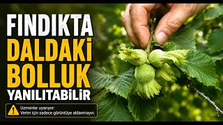 Fındıkta Daldaki Bolluk Yanıltabilir