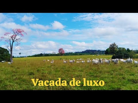 Vaca bonita demais #fazenda #gado #vidanaroça #agro #sitio #vidanocampo 