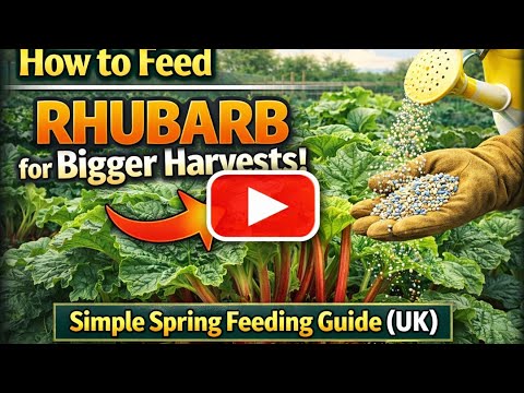How to Feed Rhubarb for Bigger Harvests | Simple Spring Feeding Guide (UK)