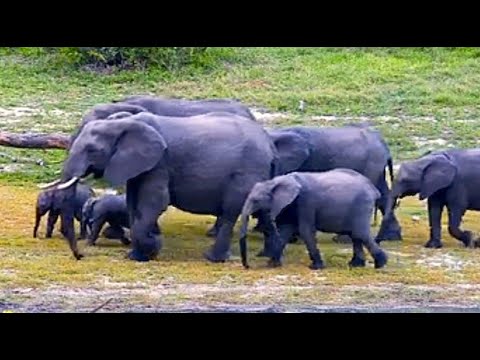 Elephant Herd with 2 small babies 11/21/25