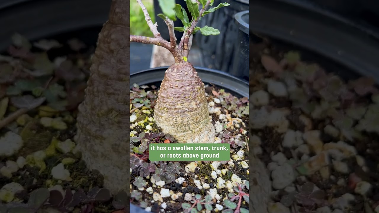 Fockea edulis is a species of caudiciform plant in the family Apocynaceae native to South Africa.