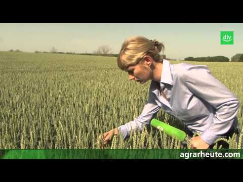 Vegetationsreport: Blattläuse im Weizen