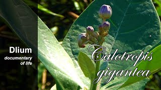Crown flower (Calotropis gigantea) - part 1