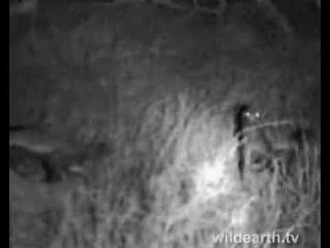 Honey Badgers at Djuma - 9/22/08 pm Drive