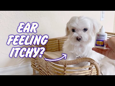 QUICK LOOK: ZYMOX Enzymatic Ear Solution