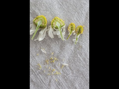 Echte Kamille von Hunds- Ackerkamille unterscheiden, Ananaskamille