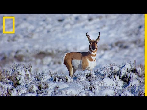 Antilopok vándorlása 200 kilométeren át | National Geographic