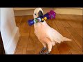 Playing With The New Barney Magical Microphone