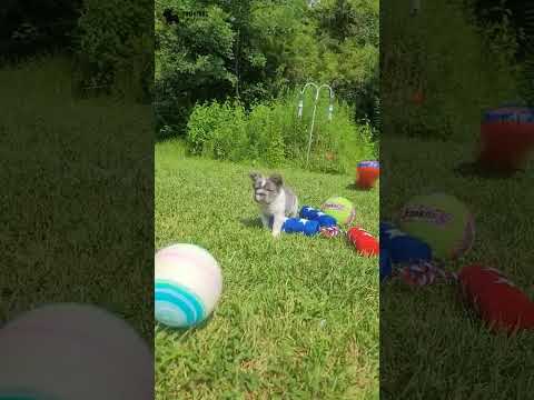 Video 1