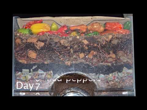 Flash-lit Layered Worm Bin 1-month Time-lapse - ALL FRAMES - vermicomposting