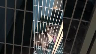 Video preview image #1 Mutt Puppy For Sale in Pasadena, CA, USA