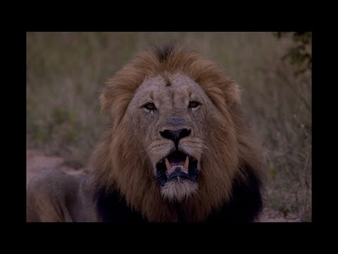 Kruger National Park and Mjejane February 2024