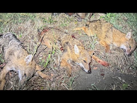 HIKMICRO ALPEX LRF 4K - Golden Jackal hunting