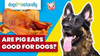 Are Pig Ears Good For Dogs