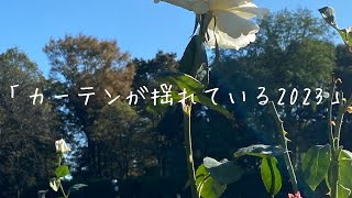 「カーテンが揺れている　2023」