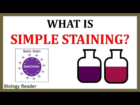 What is Simple Staining? Definition, Principle, Procedure & Video - Biology Reader