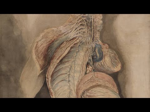 Lunch Hour Lecture: Any Museum Heart: Cardiology through the Ages at UCL