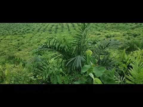 BALE PULANG || ( Cover by GIHON MAREL ft. ENO SMAPER )