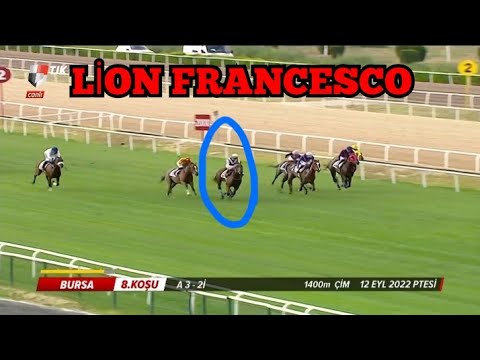 LİON FRANCESCO VEDAT ABİŞ ÇOK FORMDA!!! A 3 2 YAŞLI İNG. #tjk