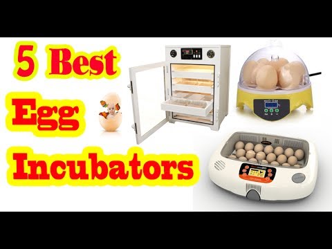 best egg incubator startup best egg incubator startup