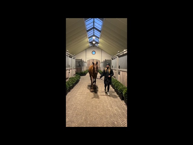 Charlotte Z walk & 360
