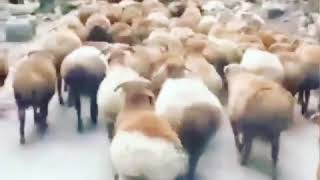 Cows shaking their butts